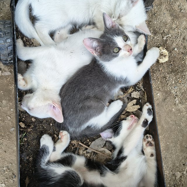 La camada de gatitos de Maki