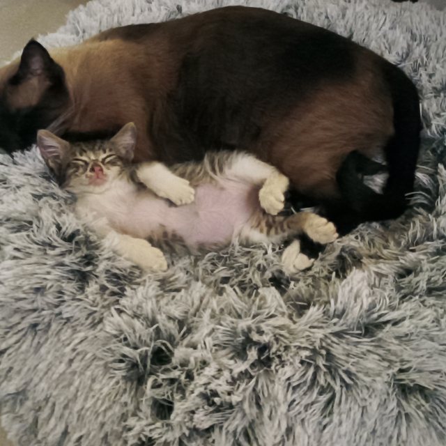 Michifus y Deacon abrazados