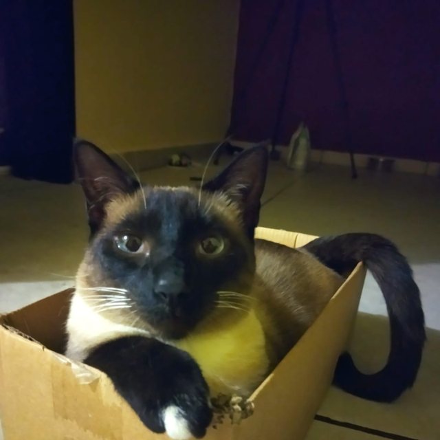 Michifus, la gata siamés