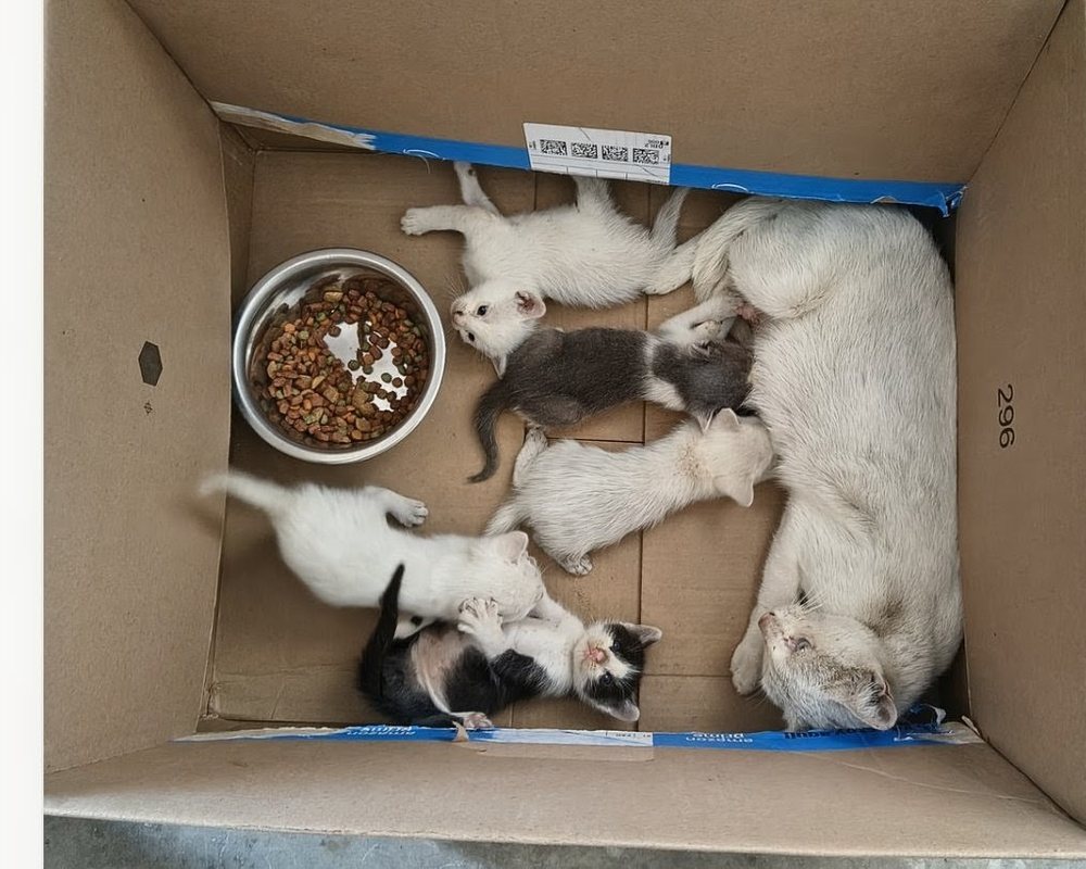 Maki, la gata rescatada, cuidando a sus gatitos recién nacidos